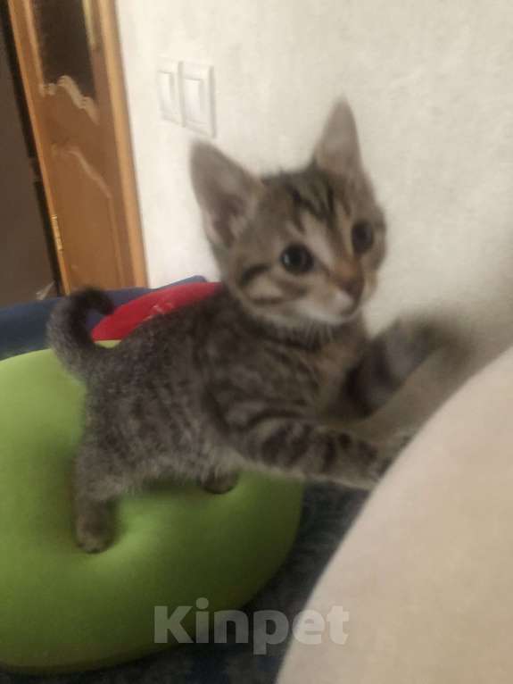 Кошки в Москве: Кошечка-Сонечка  Девочка, 1 руб. - фото 8