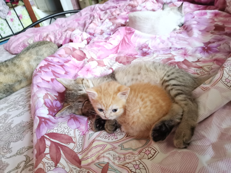 Кошки в Москве: Шотландские котята девочки и мальчики  Девочка, 15 000 руб. - фото 2