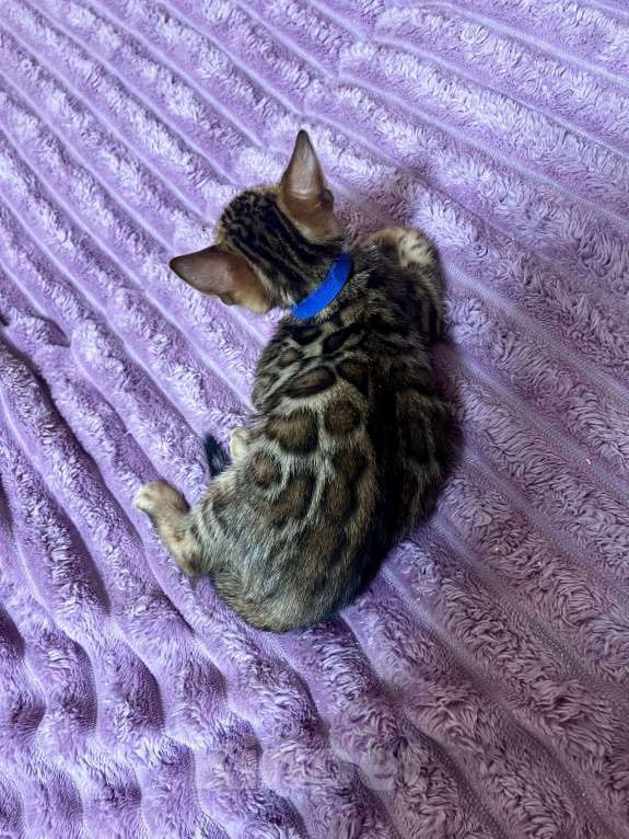 Кошки в Москве: Бенгальский котенок Мальчик, 35 000 руб. - фото 3