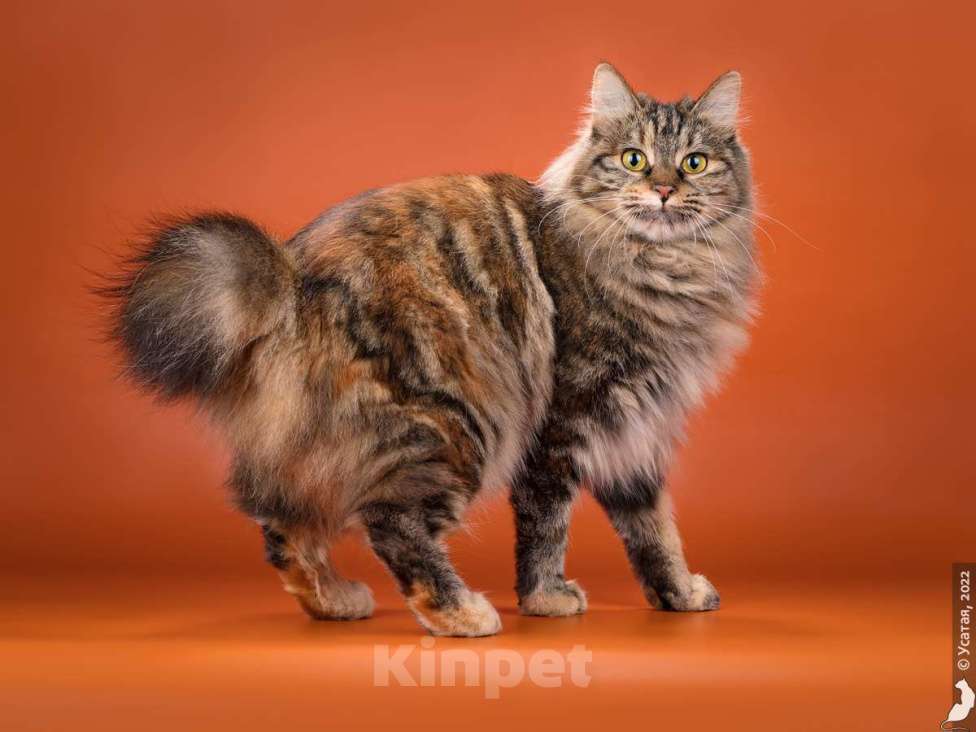 Кошки в Вологде: Курильский бобтейл котята из питомника Девочка, 40 000 руб. - фото 4