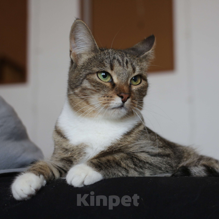 Кошки в Люберцах: Умная полосатая кошечка Девочка, Бесплатно - фото 4