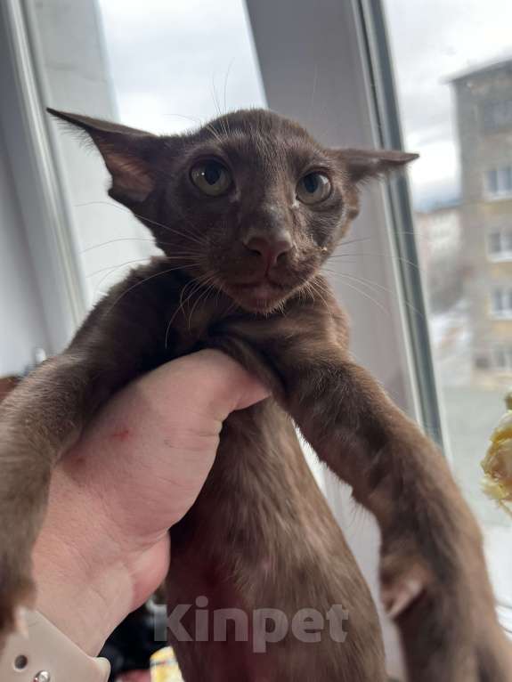 Кошки в Кировске (Мурманская область): Замурчательная девочка🤎 Девочка, 50 000 руб. - фото 3