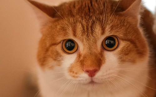 Котик Рыжик из приюта в добрые руки