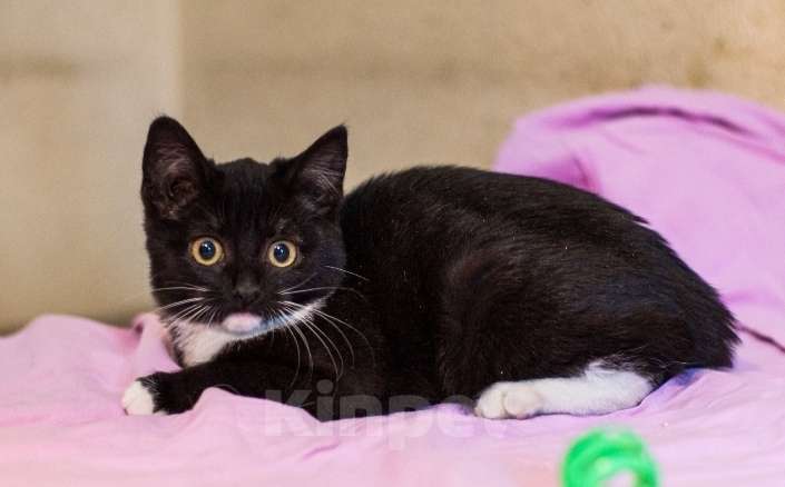 Кошки в Москве: Маркизные ласковые котята в добрые руки Девочка, 1 руб. - фото 4