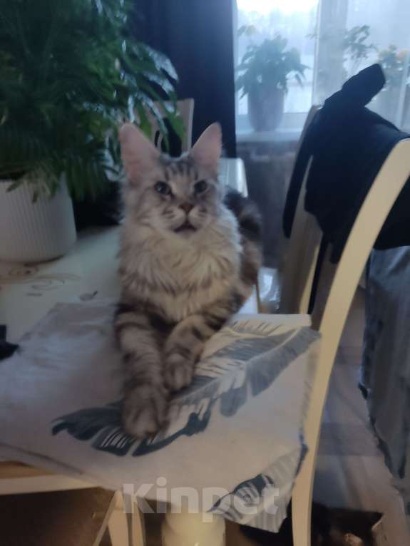 Кошки в других городах Московской области: Котята Мальчик, 35 000 руб. - фото 7