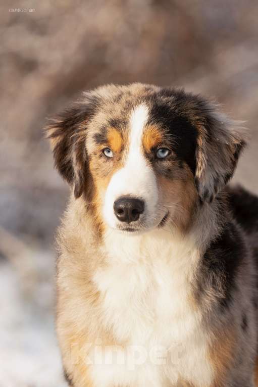 Собаки в Москве: Миниатюрная Американская Овчарка Щенок  Мальчик, 90 000 руб. - фото 2