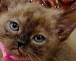 Кошки в Набережных Челнах: Бурманские котята Девочка, Бесплатно - фото 2