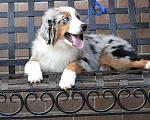 Собаки в Зеленограде: Миниатюрная Американская овчарка  Мальчик, 100 000 руб. - фото 3