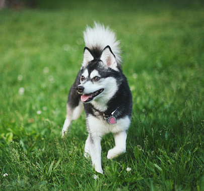 Аляскинский кли-кай