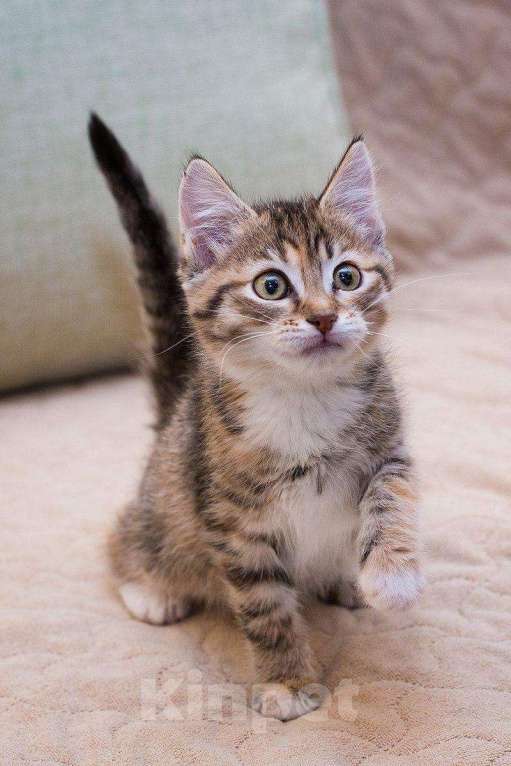 Кошки в Москве: Котёнок Пачуля в добрые руки  Девочка, Бесплатно - фото 6