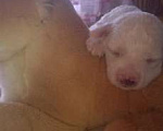 Собаки в Сарове: Ми- ми -мишки Бишон Фризе Мальчик, 35 руб. - фото 2