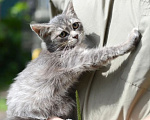 Кошки в Подольске: Кошечка малышка в добрые руки Девочка, Бесплатно - фото 6