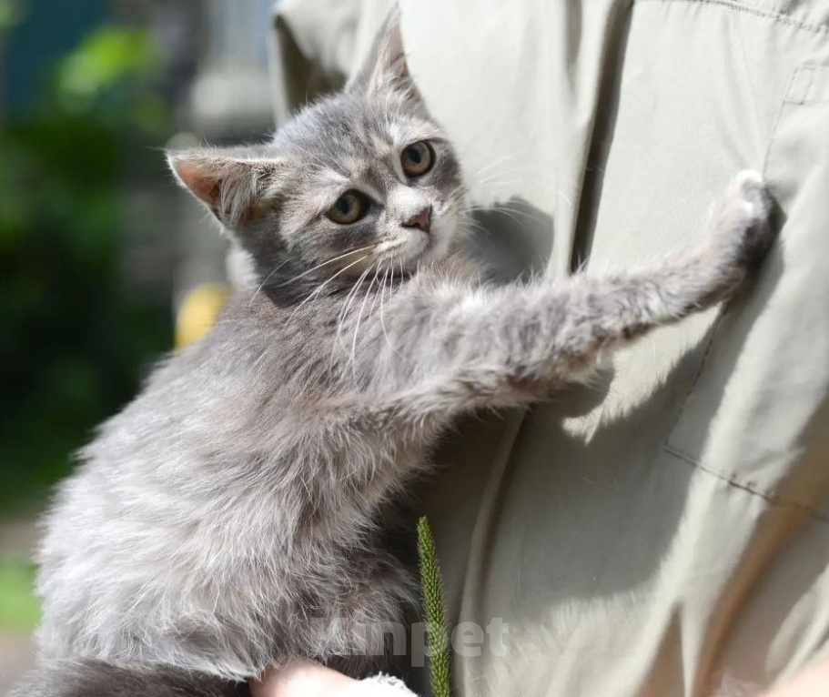 Кошки в Подольске: Кошечка малышка в добрые руки Девочка, Бесплатно - фото 6