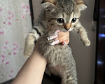Кошки в Новосибирске: продам вислоухую кошечку Девочка, 1 000 руб. - фото 1