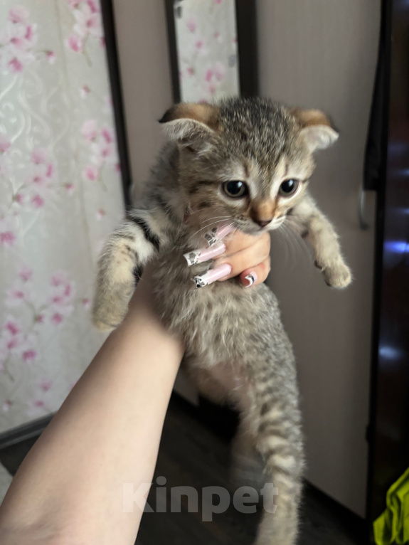 Кошки в Новосибирске: продам вислоухую кошечку Девочка, 1 000 руб. - фото 1
