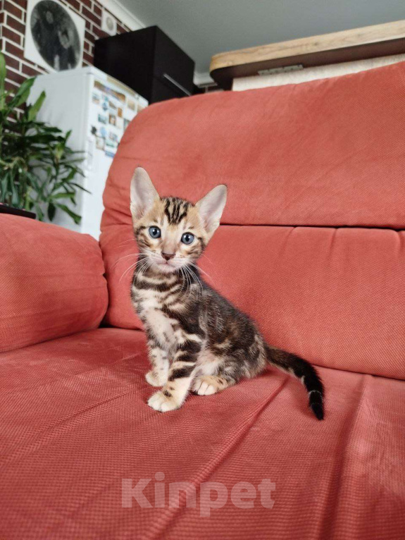 Кошки в Ростове-на-Дону: Бенгальские котята Мальчик, 17 000 руб. - фото 1