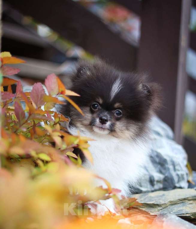 Собаки в Новосибирске: Мальчик триколор Мальчик, Бесплатно - фото 4