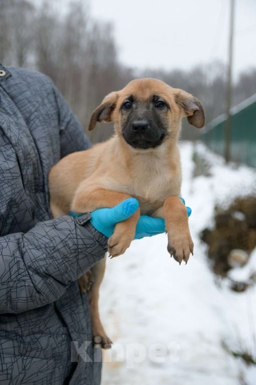 Собаки в Москве: Щенок в добрые руки! Девочка, Бесплатно - фото 2