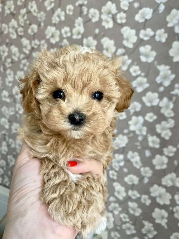 Собаки в Москве: Мальтипу девочка 2 месяца  Девочка, 200 000 руб. - фото 3