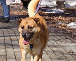Собаки в Москве: Добрый пес Шамуб ищет семью! Мальчик, Бесплатно - фото 5