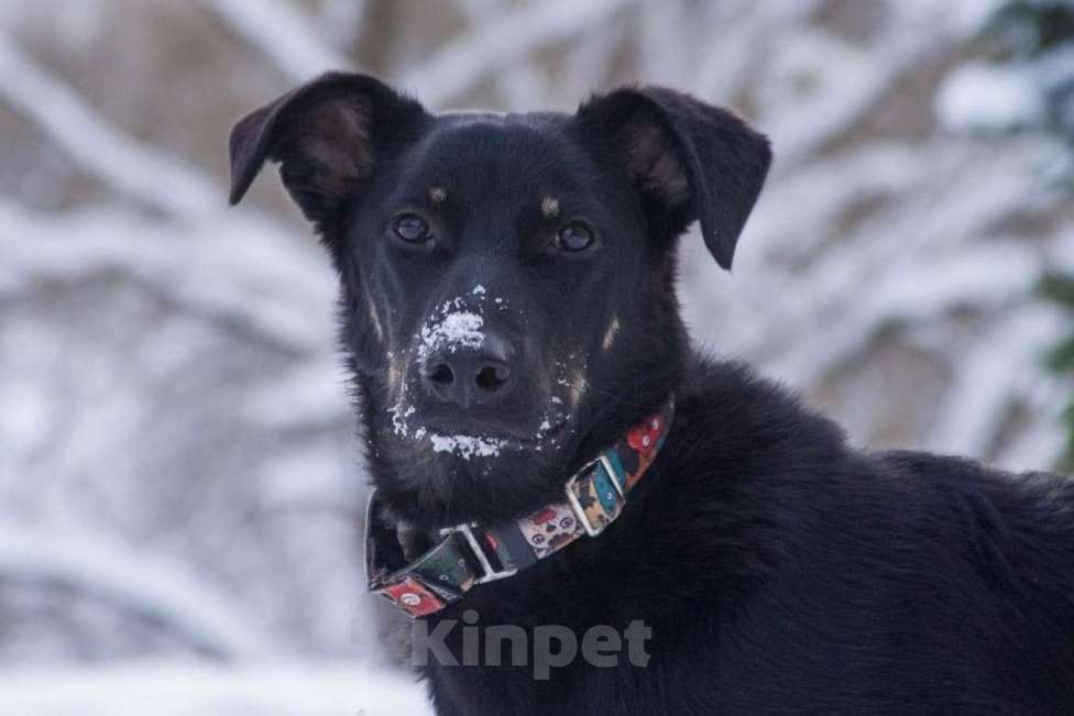 Кошки в Москве: Щенок-подросток в добрые руки Мальчик, Бесплатно - фото 1