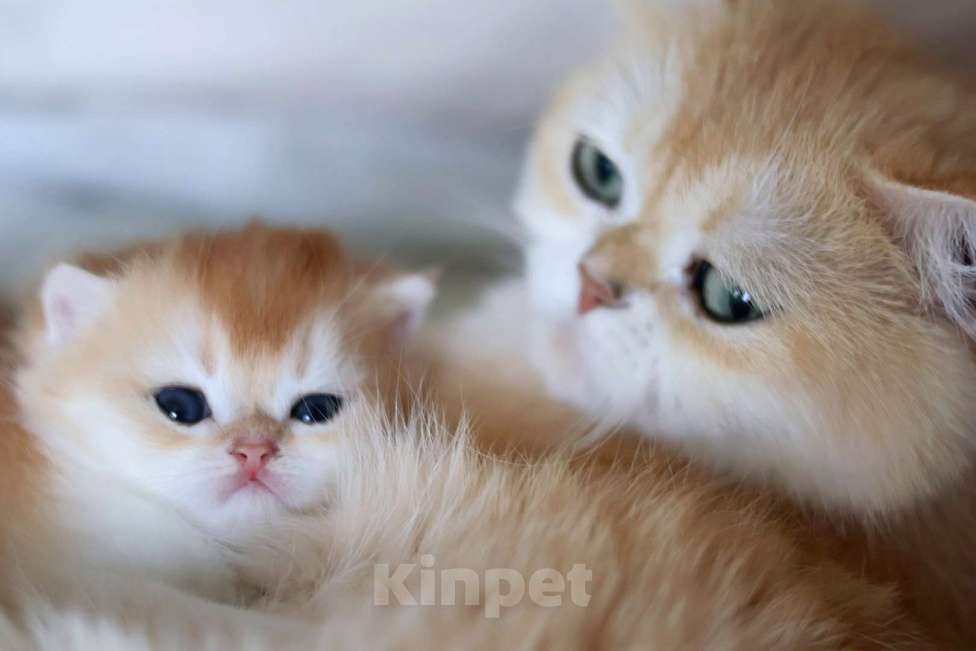 Кошки в Москве: СУПЕР - так зовут этого малыша  Мальчик, 100 000 руб. - фото 3