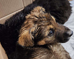 Собаки в Хабаровске: Щенок в добрые руки Мальчик, Бесплатно - фото 2