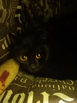 кошка Флора ищет дом