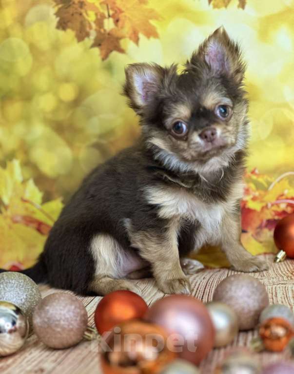 Собаки в Москве: Шикарная малышка чихуахуа Девочка, 60 000 руб. - фото 7