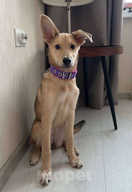 Собаки в Уфе: Щенок Девочка, 300 руб. - фото 7