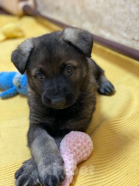 Собаки в Щелково: Щенки восточноевропейской овчарки Мальчик, 58 000 руб. - фото 2