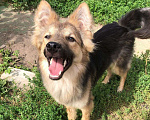 Собаки в Зеленограде: Барни ищет любящую семью  Мальчик, Бесплатно - фото 2