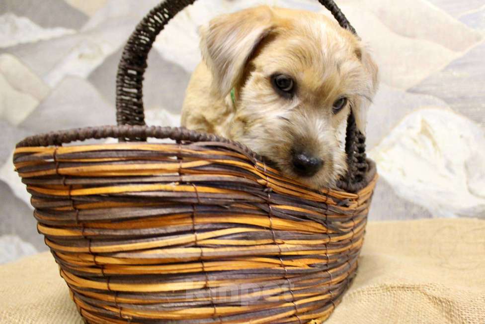 Собаки в Котельнике: Пшеничного терьера щенки Девочка, 100 000 руб. - фото 4