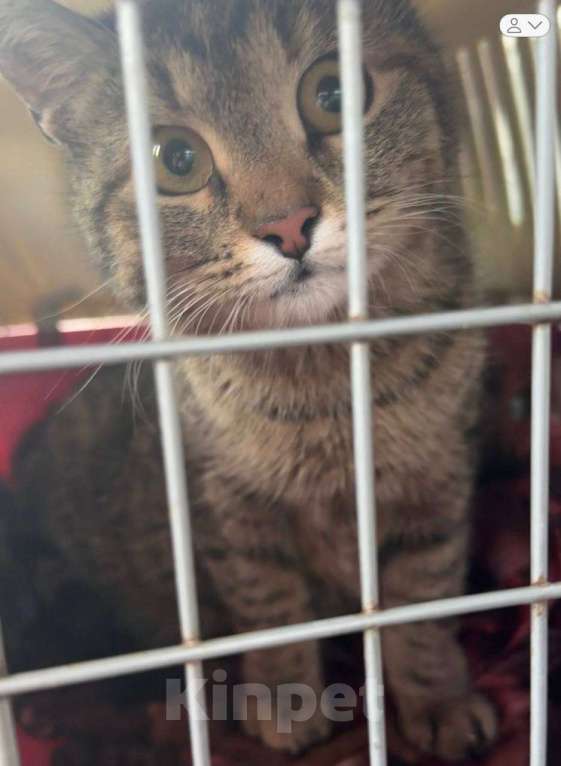 Кошки в Москве: Котенок Маша ищет дом Девочка, Бесплатно - фото 2