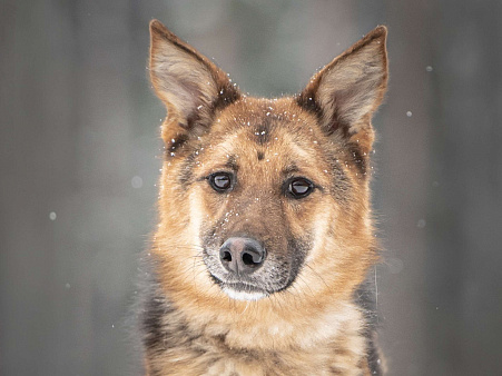 Фундук — ласковый добряк, который ищет свою семью
