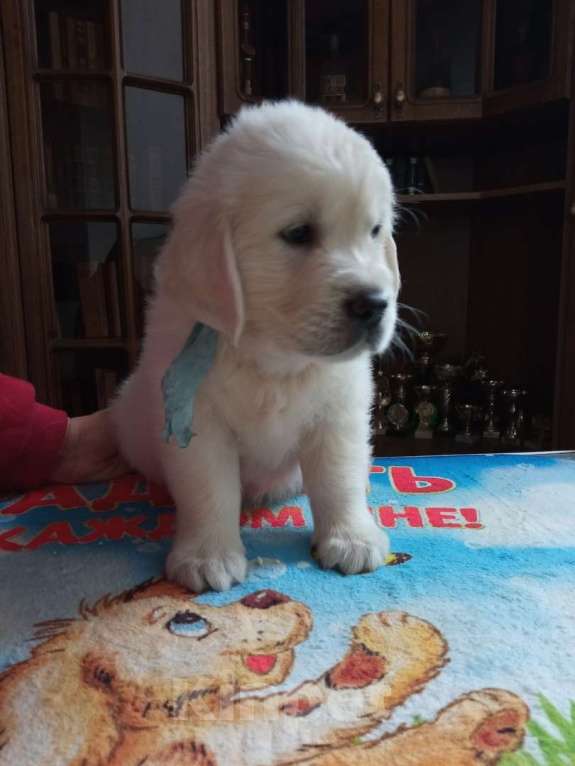 Собаки в Ставрополе: Высокопородные щенки золотистого ретривера от выставочных родителей Мальчик, Бесплатно - фото 2