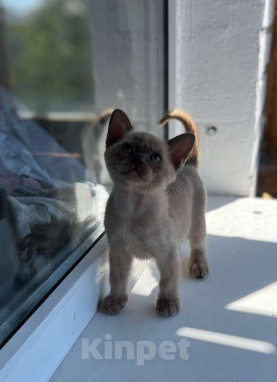 Кошки в Казани: Девчонки Бурмы Девочка, 50 000 руб. - фото 3