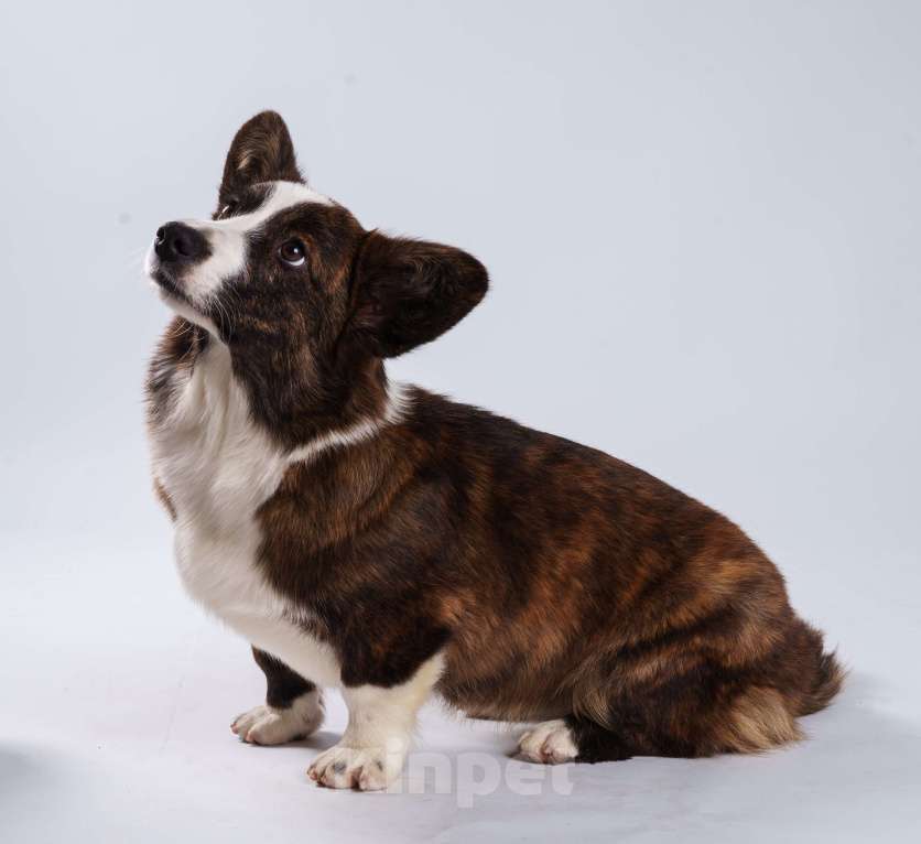 Собаки в Жуковском: Щенок без забот! Девочка, 100 000 руб. - фото 1