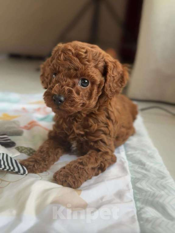 Собаки в Красноярске: Той-пудель, щенок Мальчик, 150 000 руб. - фото 2