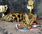 Кошки в Анапе: Бенгальский котенок  Мальчик, 18 000 руб. - фото 3