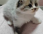Кошки в других городах Краснодарского края: Шотландские котята Разнополые, 12 000 руб. - фото 3