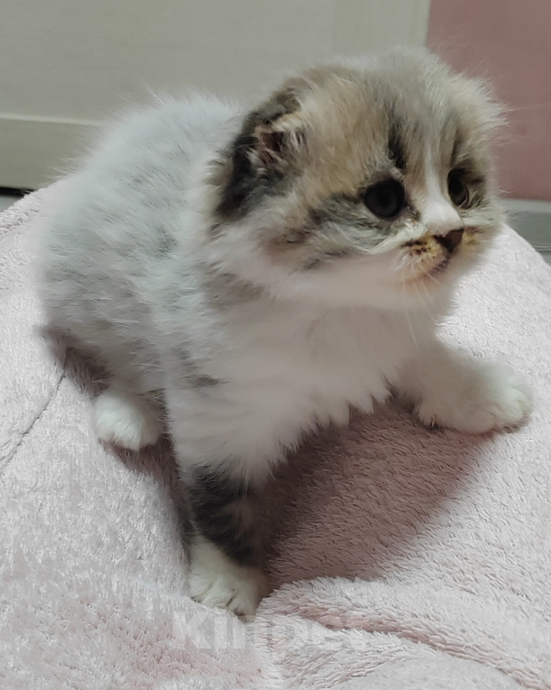 Кошки в других городах Краснодарского края: Шотландские котята Разнополые, 12 000 руб. - фото 3