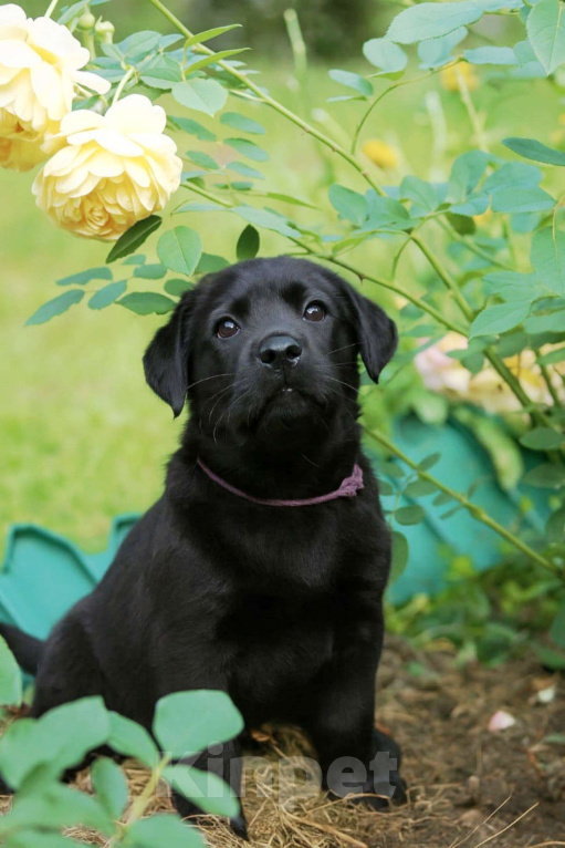 Собаки в Санкт-Петербурге: Щенок лабрадора (мальчик) Мальчик, 90 000 руб. - фото 3