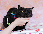 Кошки в Москве: Ласковый котик в добрые руки Мальчик, Бесплатно - фото 4