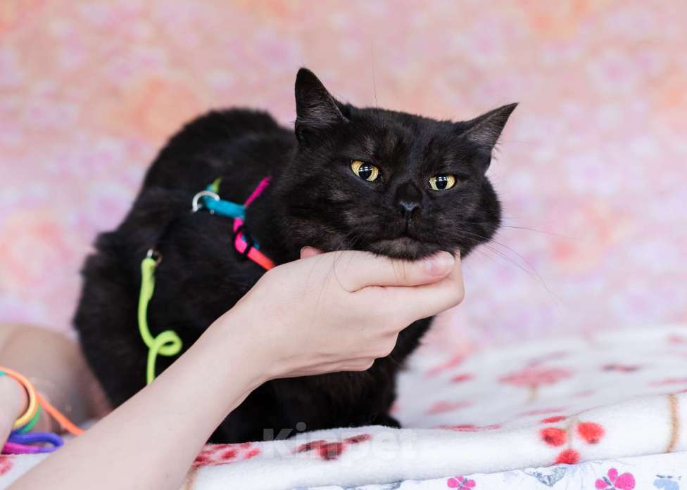 Кошки в Москве: Ласковый котик в добрые руки Мальчик, Бесплатно - фото 4