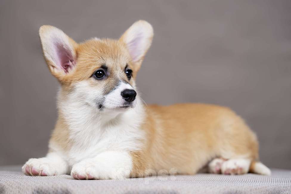 Собаки в Перми: Щенки вельш корги пемброк девочки Девочка, 38 000 руб. - фото 3