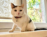 Кошки в Москве: Кошка, которую Девочка, Бесплатно - фото 2