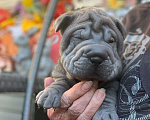 Собаки в Чапаевске: щенок породы шар-пей Девочка, 30 000 руб. - фото 6
