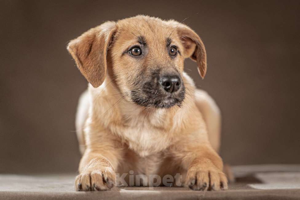 Собаки в Клине: Мачо — мужественный и добрый парень, который хочет стать вашей надёжной опорой и верным другом Мальчик, Бесплатно - фото 7