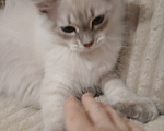 Кошки в Москве: Котенок от любимой кошки Мальчик, Бесплатно - фото 2
